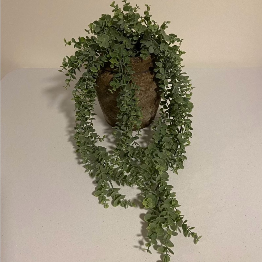 - Eucalyptus